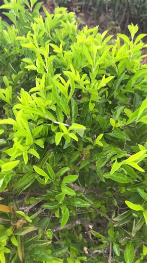 Coin Identifier Scanner App trên TikTok