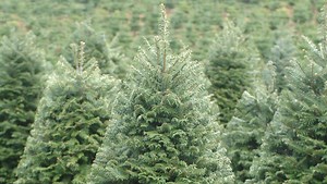 Eco-tip: Here's how to recycle your Christmas tree in Ventura County