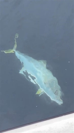 Kelp Paddy Yellowtail! First Yellowtail Ever!