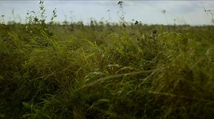 Pachnidło [PREMIERA] - S01E06 [PL][HD]