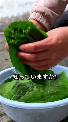 【黄金より貴重な秘密】桑の葉がシルクを生む！糖尿病・ダイエットにも効果
