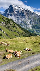 395K views · 10K reactions | The cows on Swiss Alps | Patchara Photography | Facebook