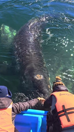 5.1K views · 18K reactions | Look at how this mother gray whale...