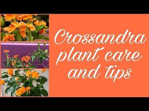 Crossandra plant Care/How to get more flowers/Firecracker plant/Curd Fertilizer/ The Potted Plant.