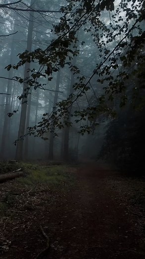 Jens Gelhaar | Nature Travel Hike on Instagram: "Follow me to make the forest popular 🌲 Amidst ancient trees, shadows dance, concealing secrets untold. The air is thick with mystique as moonlight filters through twisted branches. Mysterious sounds echo, a symphony of whispers from unseen creatures. Each step brings anticipation, the path shrouded in an enchanting silence that speaks volumes. Nature’s heartbeat pulsates, a rhythmic melody in the heart of the dark forest, where imagination intert
