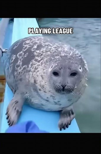 im a chud im a chud im a fat lil chud