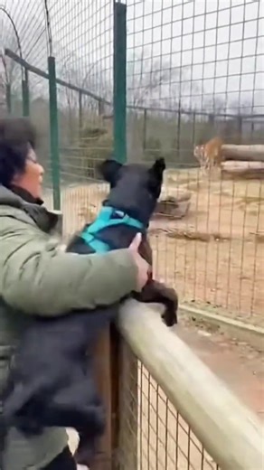 A zoo visitor's dog jumped into the tiger enclosure. 🐯🐕 #tiger #dog #zoo #shorts