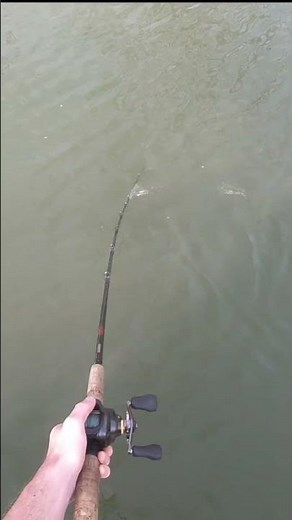 Creek musky strikes bait and manages to avoid any hooks on this spring musky fishing day! #musky