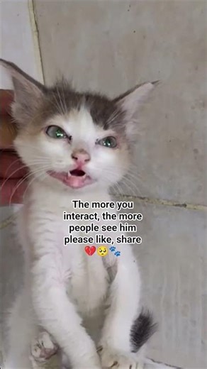 How to Care for Your Cat's Breathing Problems: A Complete Guide.#CatCare #PetHealth #CatBreathing