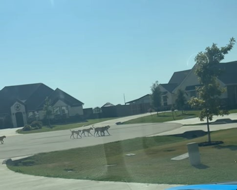 Terrifying pack of dogs stalks tiny Texas town in broad daylight