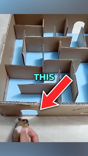 This Rat Is Smarter Than You Think #storytime | Davis Facts