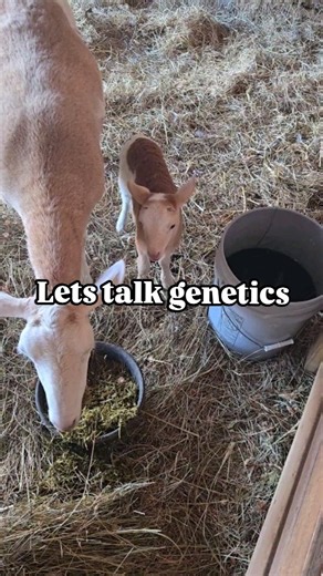 When you first get started homesteading, when it comes to animals,...