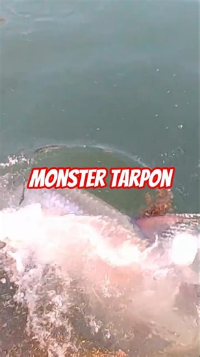 🐟 Monster Tarpon Feeding | Florida Keys