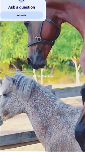 Horse Mating with mare