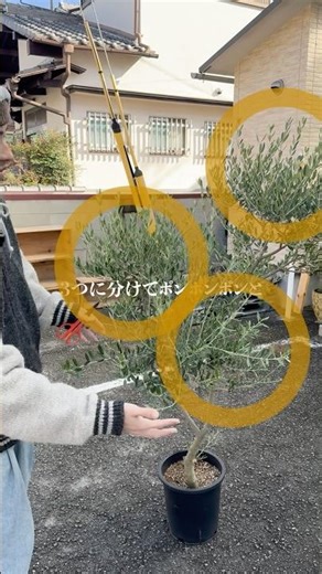 Olive tree pruning tips 🫒 #houseplants #TakahashiGardening #plants #olive