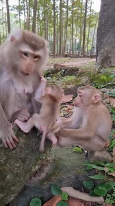 Oh mom Joyce make lesson to baby Jovi while she closer her | Monkey Care