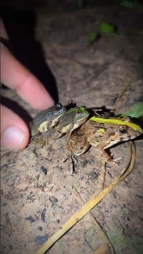 Catch the funny train frog | froggy funny | catch frogs for fun | tep longheng funny