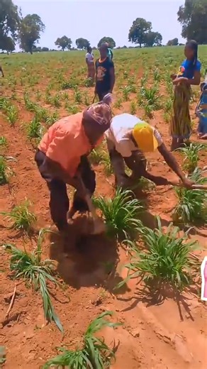 56K views · 671 reactions | Au champ  | 퐖퐚퐬퐬퐨퐥퐨24 | Facebook