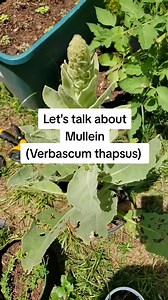 180K views · 8.6K reactions | Let's talk about mullein and it's benefits! #mullein #mulleinleaf #mulleinbenefits #mulleinflower #herbgarden #gardentok #herbalism #herbalist #herbalmedicine #herbtok #naturalmedicine | Barefoot Earth Apothecary | Facebook