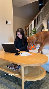 #roverpartner Holiday to-do lists are long but Oscar's playtime isn't optional! That's why we trust Rover.com, so he can have the best day ever while we check off our list 🎁 From easy booking to sitter updates, rover makes it so simple to know your dog's happy and loved. Use code OSCAR25 for $25 off your first Rover booking 🤑 #roverdogs #rover #holidaypetcare | WorldofOscar