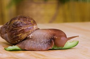 Genius growing plant hacks! gardening hacks that are actually useful | 5-Minute Crafts GIRLY