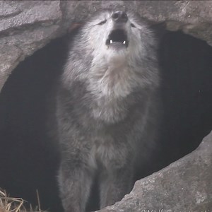 606K views · 34K reactions | When Zephyr howls, Mother Nature claps....