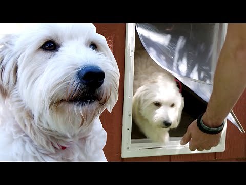 How to Train a Dog to Use a Doggy Door