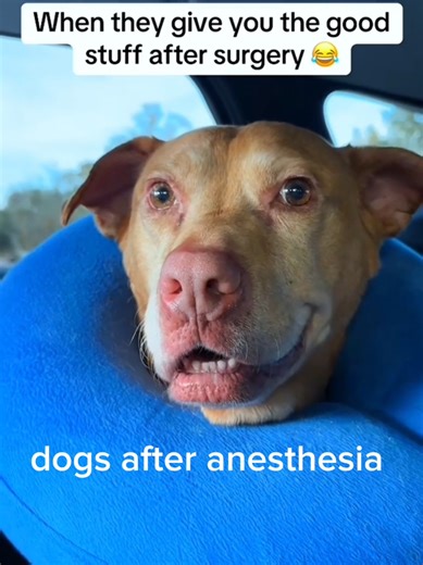 Caring for Dogs After Anesthesia