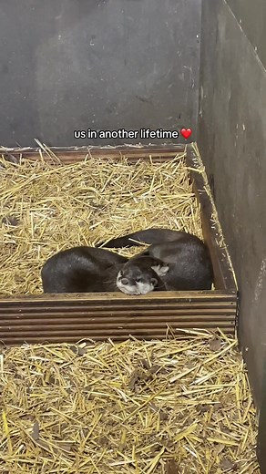 Discover the Adorable World of Otters