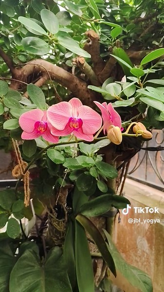 Perawatan Anggrek Bulan yang Efektif dan Menarik