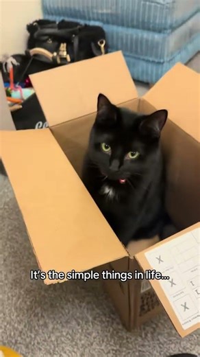 Cardboard box VS fancy toys? It’s the #simplethings #cats #catshorts #catvideos #pets #petshorts