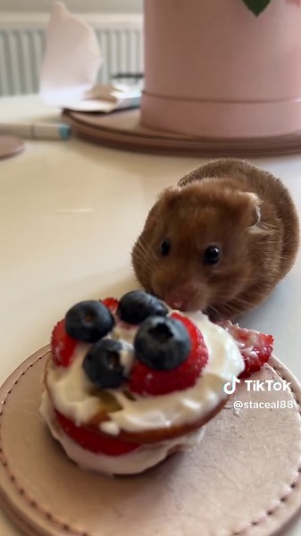 Hamster Birthday Cake Celebration for Maisie