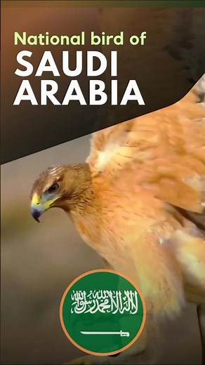 Saudi Arabia’s National Bird | Fascinating Facts About Falcons #falconry #falcon #whitefalcon