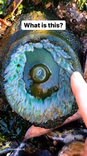 Aquariums & Exotic Fish 🐠 on Instagram: "We live in a science fiction movie 👽 In case you didn’t know... this large, slimy, alien-looking blob exists on your planet, and is called a giant green anemone (Anthopleura xanthogrammica). Their tentacles can sting and immobilize small prey (fish, crabs and sea urchins) before being pulled down into the mouth to be devoured. The sting is harmless to humans but creates more of a “sticky” sensation if touched, however it clearly doesn’t enjoy fingers so