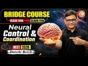 Neural Control & Coordination Class 11 One Shot |All Concepts & Theory |11th Bridge Course NEET 2028