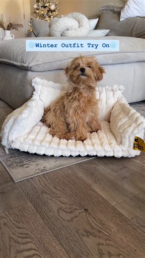 Cozy season ❄️🧸 #maltipoo #puppy #cute #winter #dogclothes | Toby the Toy Maltipoo
