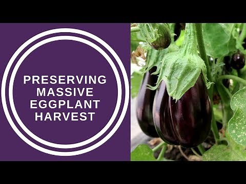 Preserving our massive Eggplant Harvest
