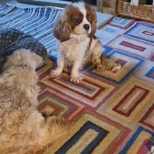 54 reactions · 5 comments | Pro Dogs Direct on Reels | Facebook