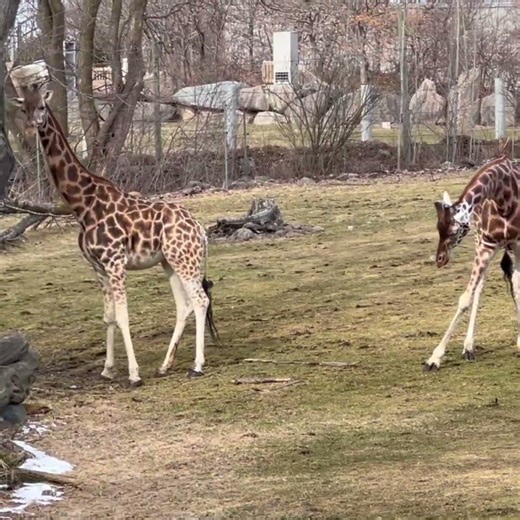 Shockingly Long Tongue! 👅🦒 Giraffe Fun Fact #PinoyKidsChannel #ZooGranby