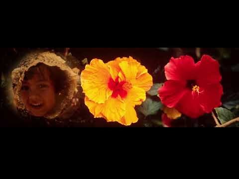 Life is a Celebration - 9 projector multi-image slide show