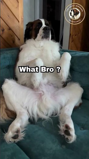Cute Saint Bernard Video. #Shorts #dogsofyoutube #dogshorts