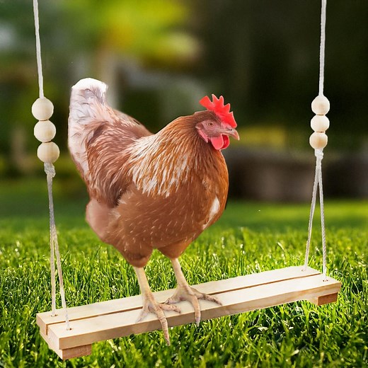 Chicken Swing Toy for Coop – Wooden Chicken Perch for Hens, Chicks, Roosters – Farm Pet Bird Toy – Poultry Run Accessories – Handmade in USA - Etsy