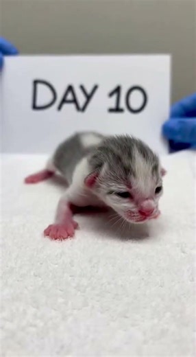 From Day 1 to 2 Months: Watch This Kitten Grow in 15 Seconds #animals #viral #kitten #pets #shorts