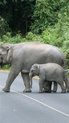 ข้าม #elephant