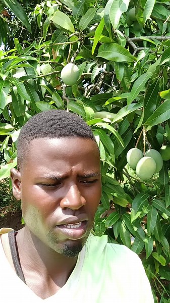 Exploring an Orchard of Unripe Mango Trees