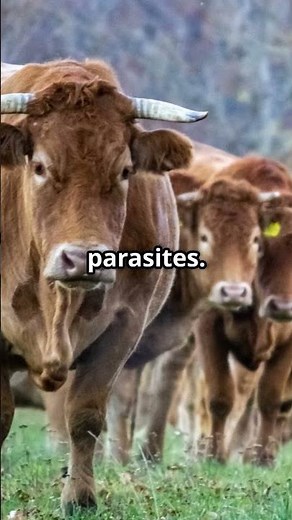 Cattle Care 101 Keep ‘Em Healthy!
