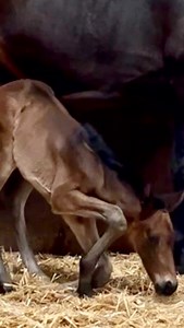 Helping Hands Healing Sanctuary on Reels