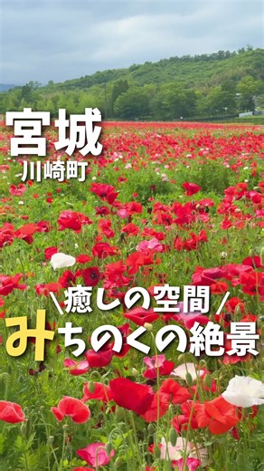 詳細は下記👇をタップ 【料金】 ⚫︎大人450円 ⚫︎満65歳以上210円 ⚫︎中学生以下無料 ※訪問時 【場所】 国営みちのく杜の湖畔公園 住所📮 📍宮城県柴田郡川崎町小野二本松53−9 ◼︎営業時間⏰ 9:30〜17:00（3月〜10月） 9:30〜16:00（11月〜2月） ◼︎定休日🛌 毎週火曜 ◼︎アクセス🚶‍♀️ JR「仙台」駅から車で40分 【感想】 久々にみちのく湖畔公園に行ってきました！ 10年以上ぶりで景色がとても懐かしかったです🥹 めちゃひろいですね！笑 子どもの頃に遊べた遊具は大人は遊べなくて少し悲しくなりました🤣 シャーレポピーが真っ赤でとても綺麗でした🌷 芝生エリアがあるのでパンや弁当を買ってピクニックにオススメです◎ ぜひ行ってみてね🙌 ーーーーーーーーーーーーーー 宮城・仙台に詳しくなるアカウント☀️ あおい🌱 自分で食べたものをレビューしてます⭕️ 行きたいお店の参考にしてね😉 ーーーーーーーーーーーーーー #国営みちのく杜の湖畔公園 #仙台観光 #宮城観光 #仙台旅行 #宮城旅行