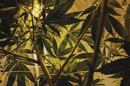 The Perfect Light Schedules For Autoflower Cannabis  - RQS Blog