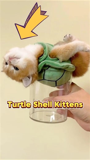 Turtle Shell Kittens 😍😍